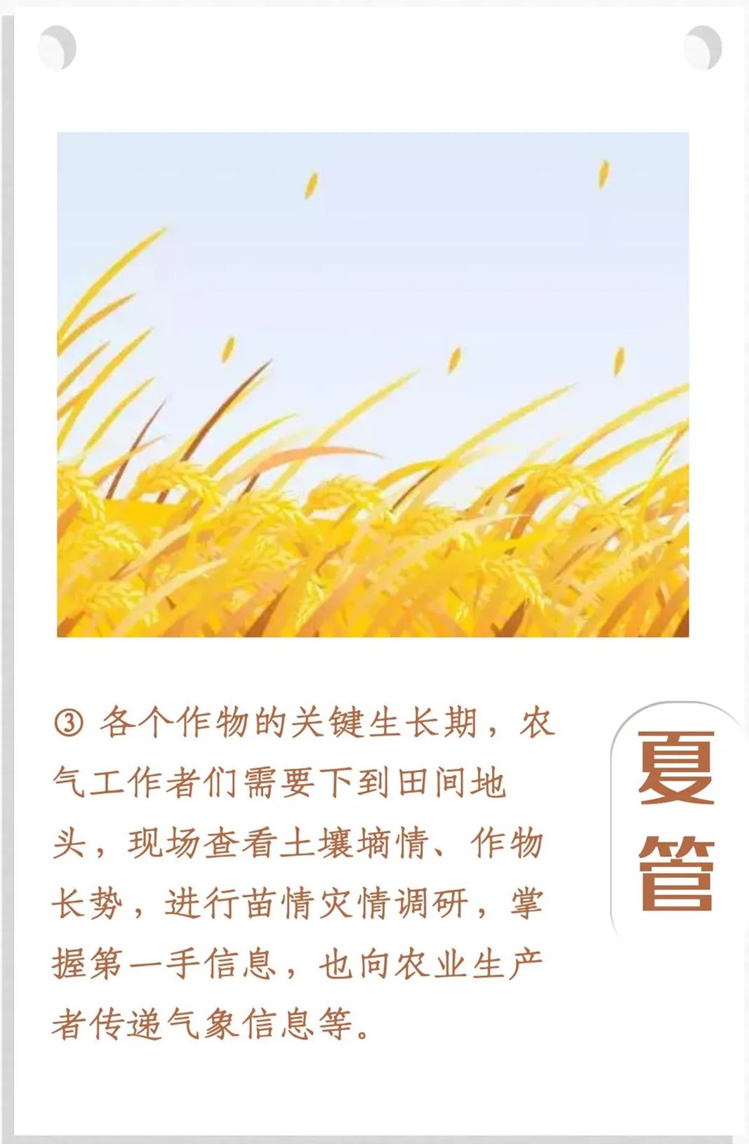 夏管，农业领域中的夏季管理详解