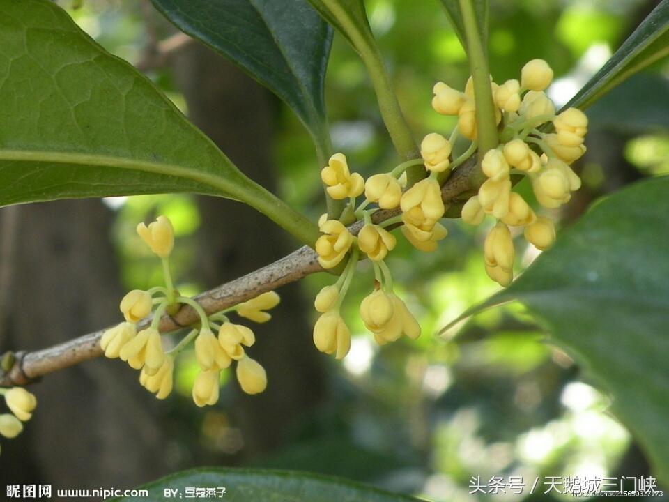 药屋里的呢喃第三季，探索之旅与希望之光