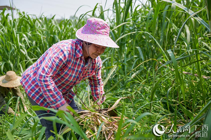 草料网官网，一站式畜牧业信息服务平台