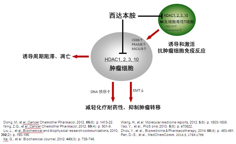 速福达的作用机制深度探究