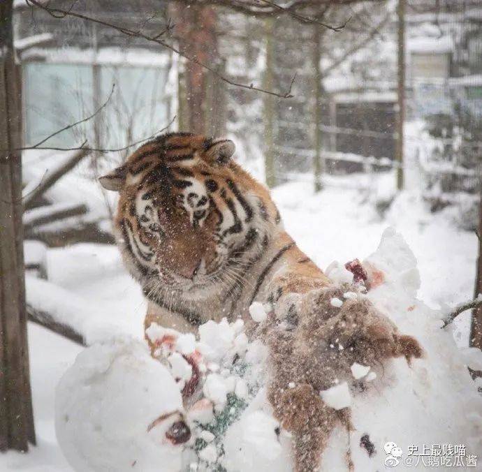 东北虎雪中美态，滑滑虎的独特魅力展现