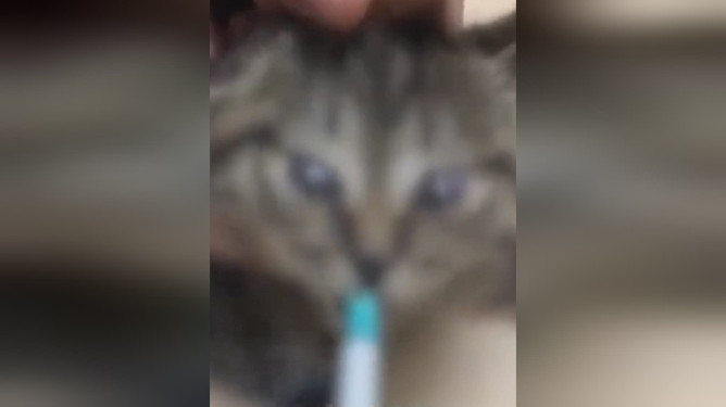 网曝多名年轻人合伙骗领虐猫