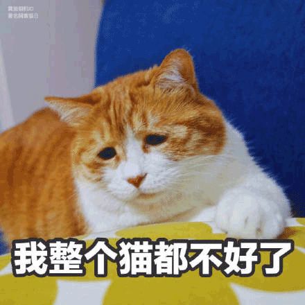 猫咪长了一张人脸表情包