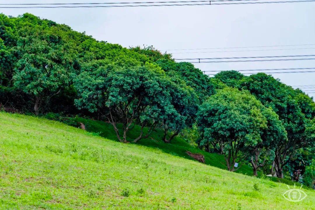 深圳生态乡村，城市中的绿色明珠闪耀光彩