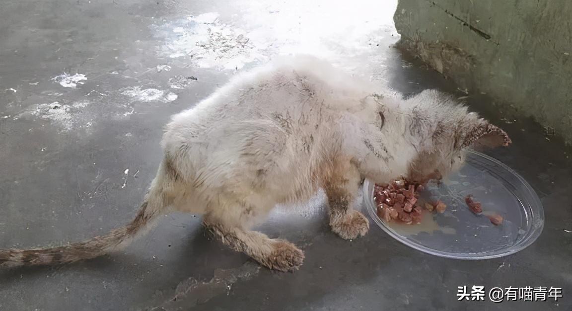 老板请捡剩饭男孩吃饭，结局让人泪目