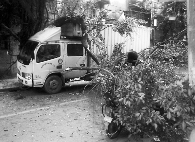 女子骑车撞树身亡 镇政府拒赔