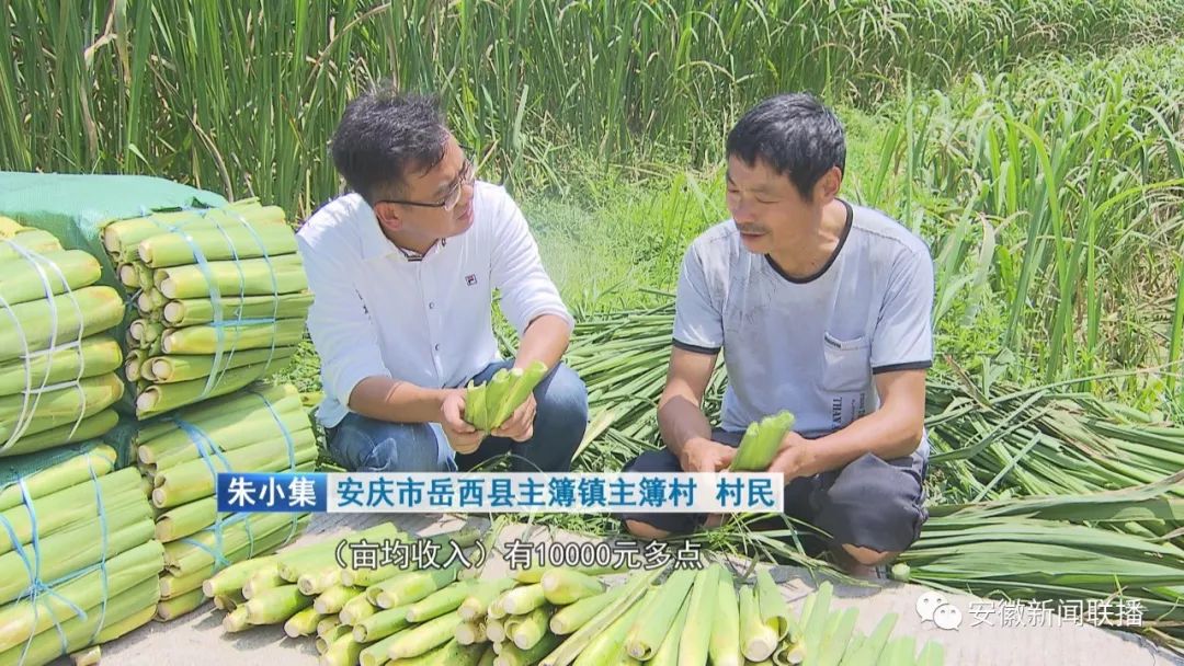 主簿镇未来繁荣蓝图，最新发展规划揭秘