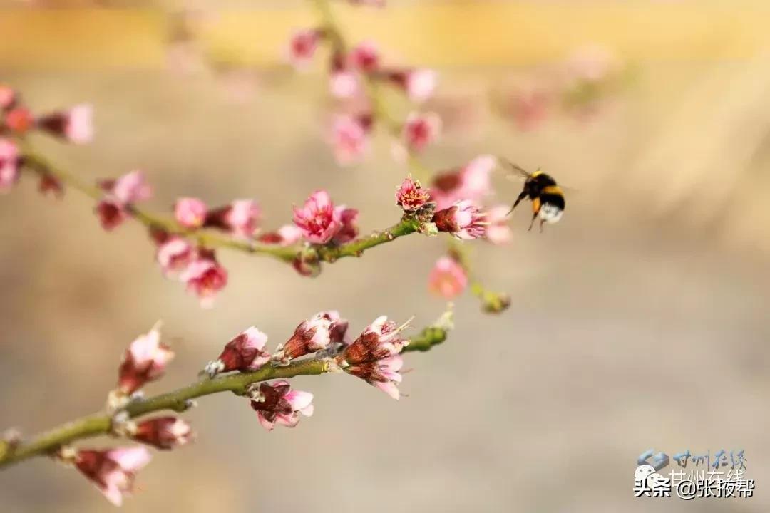 省农科院张掖九公里试验场最新项目研究动态及前景展望分析